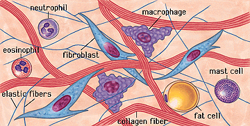 macrophage cell histology