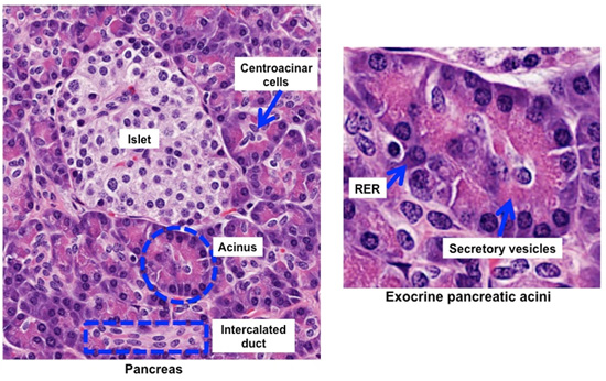 acinus of pancreas