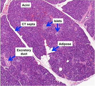 acinus of pancreas