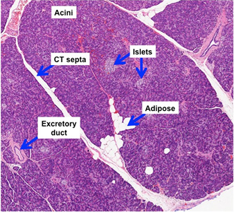 [10000印刷√] exocrine and endocrine pancreas histology 349297