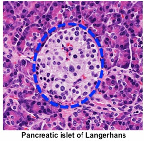 islets of langerhans alpha and beta cells