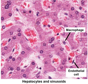 hepatocytes structure