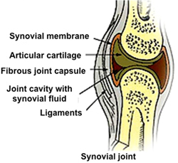 synovial membrane