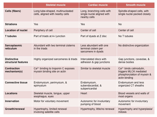 smooth cardiac skeletal muscle diagram