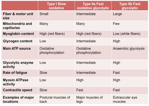 Muscle Fiber Types Chart