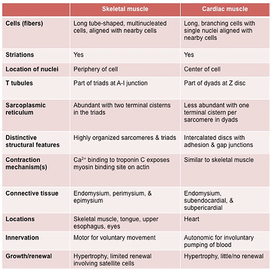 cardiac smooth and skeletal muscle