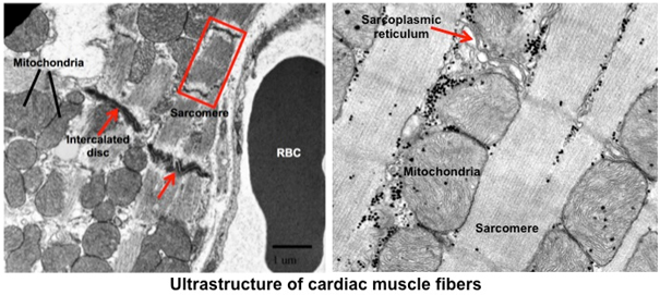 gap junction in cardiac muscle