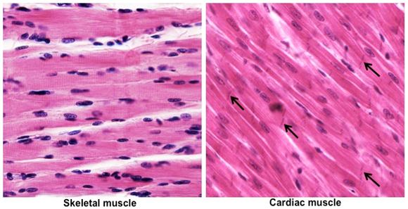 Human Structure Virtual Microscopy