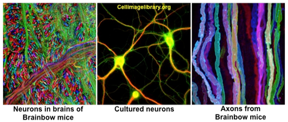 Human Nerve Cells Under Microscope