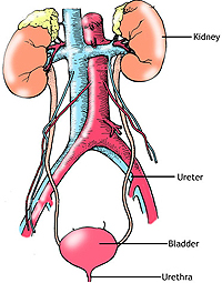 Renal System: Urine Formation  ditki medical & biological sciences